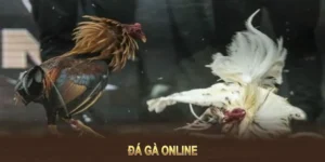 Cách Chơi Đá Gà WS168 Tại 98WIN Đỉnh Cao Giải Trí Thưởng Lớn